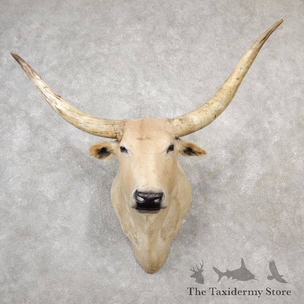 Texas Longhorn Shoulder Mount For Sale #19162 @ The Taxidermy Store