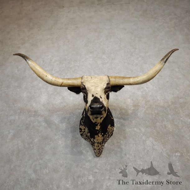 Texas Longhorn Shoulder Mount For Sale #19938 @ The Taxidermy Store
