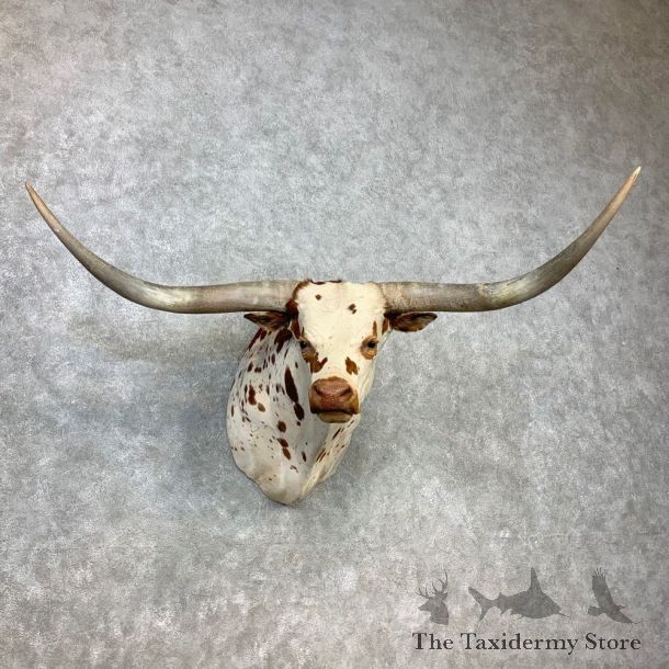 Texas Longhorn Steer Shoulder Taxidermy Mount #23296 For Sale @ The Taxidermy Store