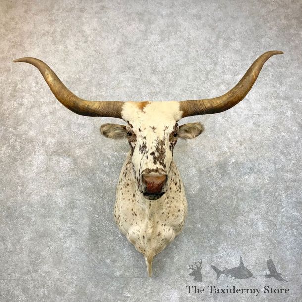 Texas Longhorn Steer Shoulder Taxidermy Mount #23872 For Sale @ The Taxidermy Store