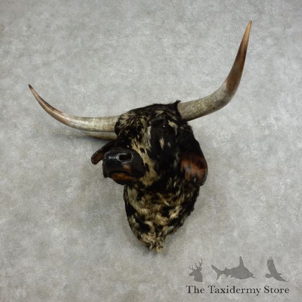 Texas Longhorn Shoulder Mount For Sale #17089 @ The Taxidermy Store