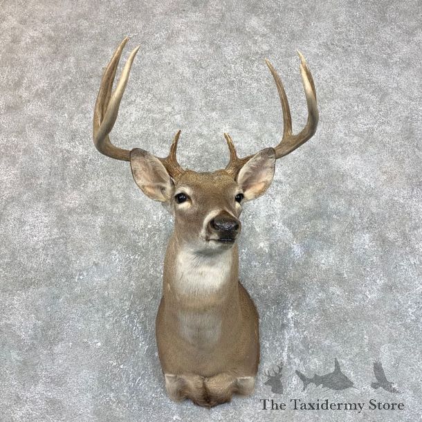 Texas Whitetail Deer Shoulder Mount #23807 For Sale - The Taxidermy Store