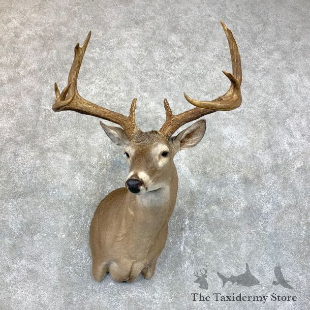 Texas Whitetail Deer Shoulder Mount #23855 For Sale - The Taxidermy Store