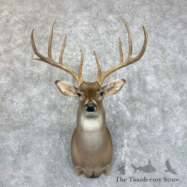 Texas Whitetail Deer Shoulder Mount #23860 For Sale - The Taxidermy Store