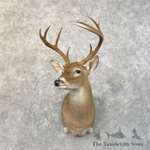 Texas Whitetail Deer Shoulder Mount #25188 For Sale - The Taxidermy Store