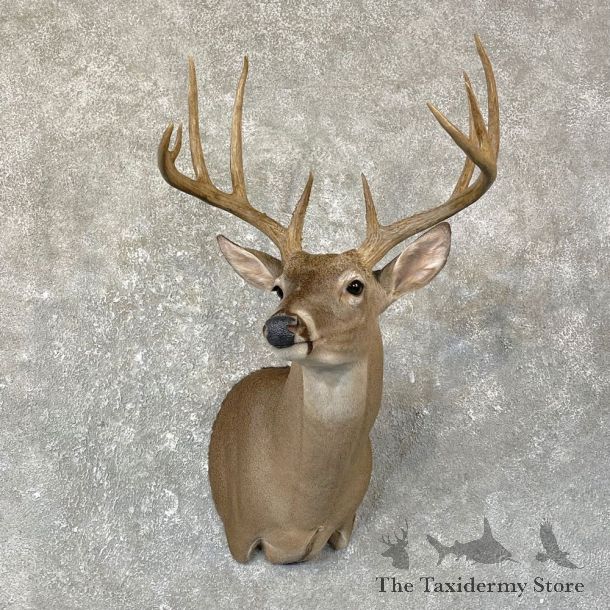 Texas Whitetail Deer Shoulder Mount For Sale #25132 @ The Taxidermy Store