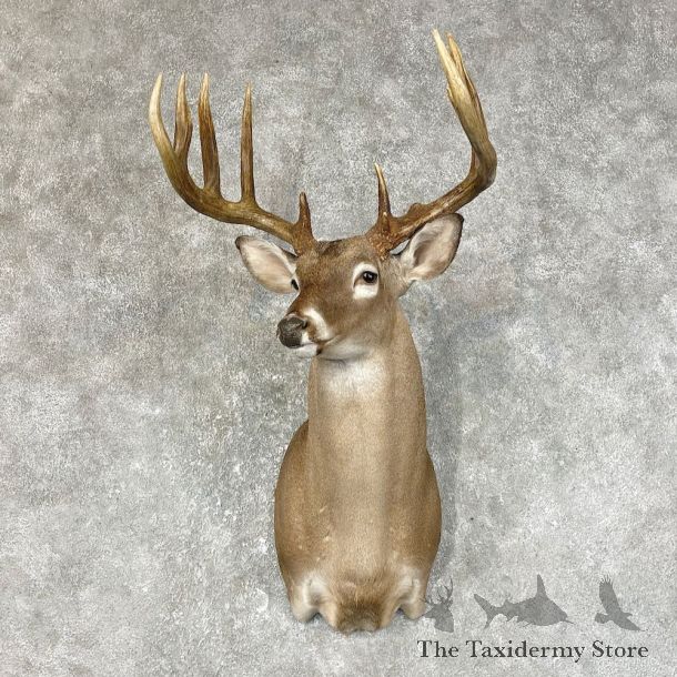 Texas Whitetail Deer Shoulder Mount For Sale #25495 @ The Taxidermy Store