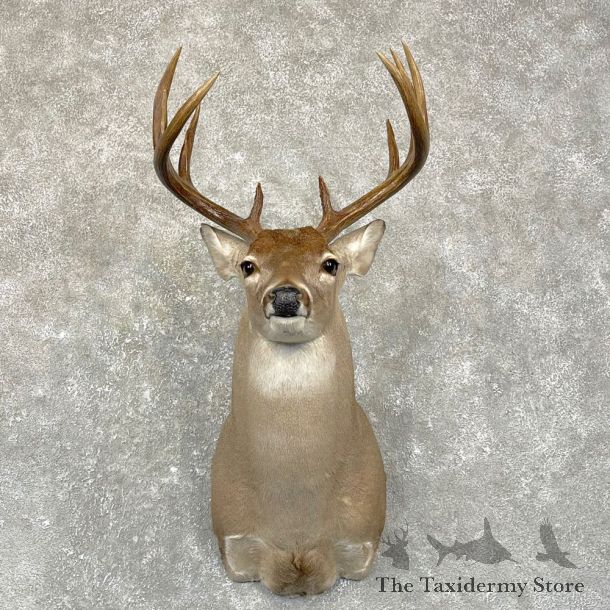 Texas Whitetail Deer Shoulder Mount For Sale #24954 @ The Taxidermy Store