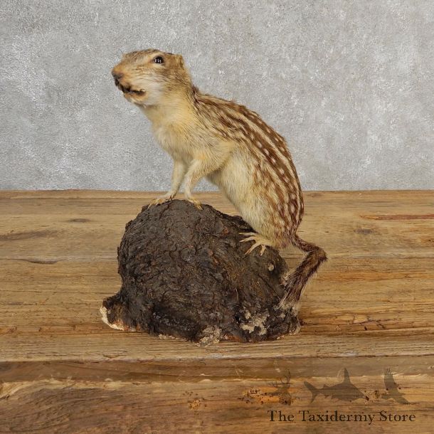 Thirteen-lined Ground Squirrel Mount For Sale #21124 @ The Taxidermy Store