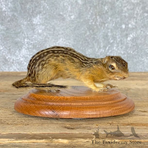 Thirteen-lined Ground Squirrel Mount For Sale #22931 @ The Taxidermy Store