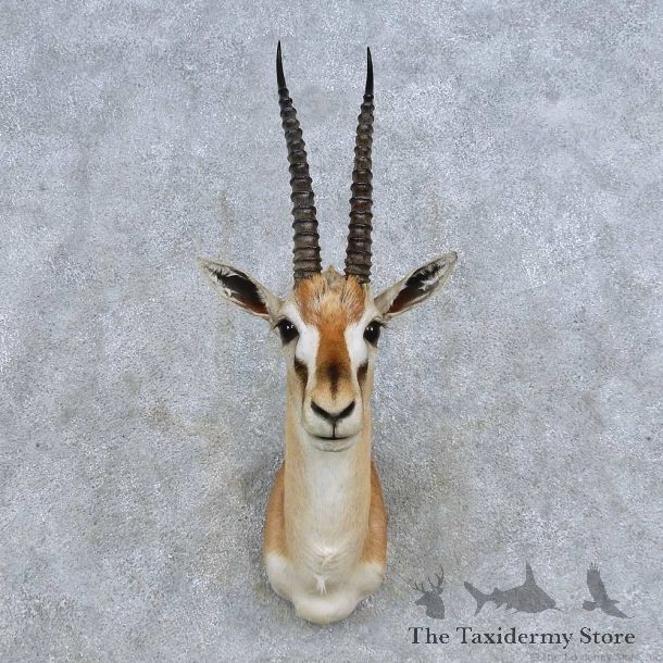 Thompson Gazelle Shoulder Mount For Sale #14591 @ The Taxidermy Store