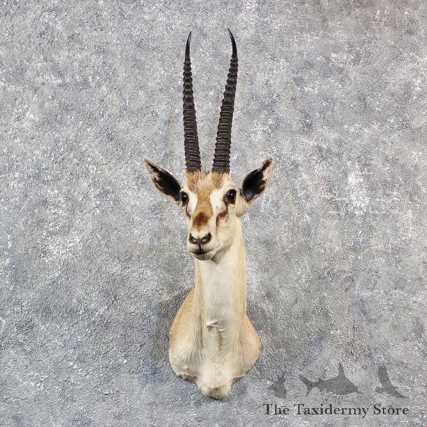 African Thomson's Gazelle Shoulder #11546 - For Sale @ The Taxidermy Store