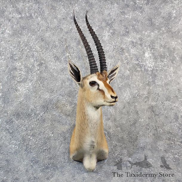 African Thomson's Gazelle Shoulder #11547 - For Sale @ The Taxidermy Store