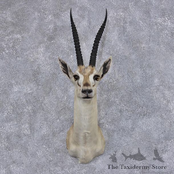 African Thomson's Gazelle Shoulder Taxidermy Head Mount #10653 For Sale @ The Taxidermy Store