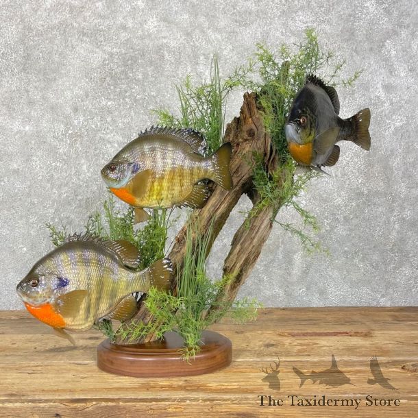 Three Bluegill Taxidermy Fish Mount #24823 For Sale @ The Taxidermy Store