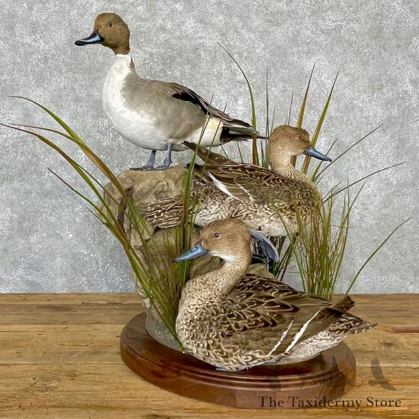Three Pintail Ducks Bird Taxidermy Mount For Sale #24136 @ The Taxidermy Store