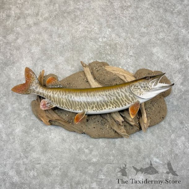 Tiger Musky Fish Mount For Sale #27793 - The Taxidermy Store