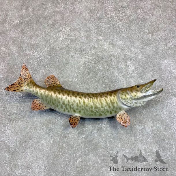 Tiger Musky Fish Taxidermy Mount For Sale #22073 - The Taxidermy Store