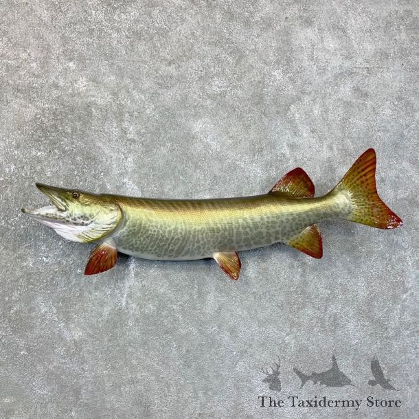 Tiger Musky Fish Taxidermy Mount For Sale #23725 - The Taxidermy Store