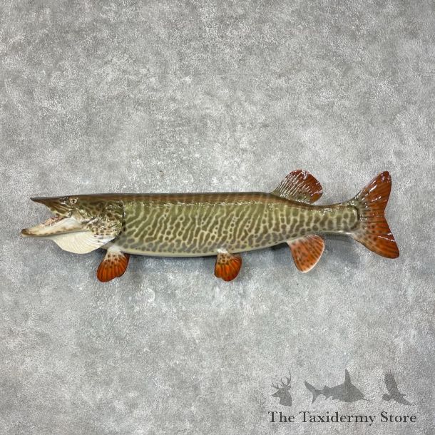 Tiger Musky Fish Taxidermy Mount For Sale #25379 - The Taxidermy Store