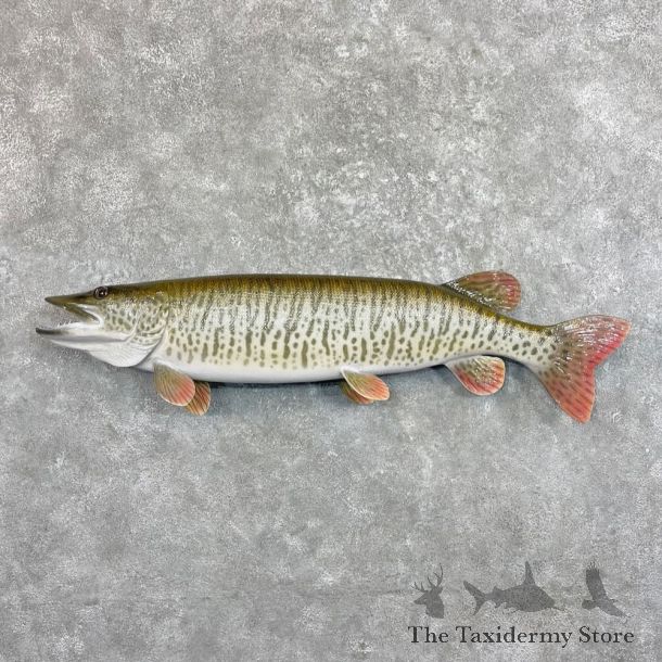 Tiger Musky Fish Taxidermy Mount For Sale #27530 - The Taxidermy Store