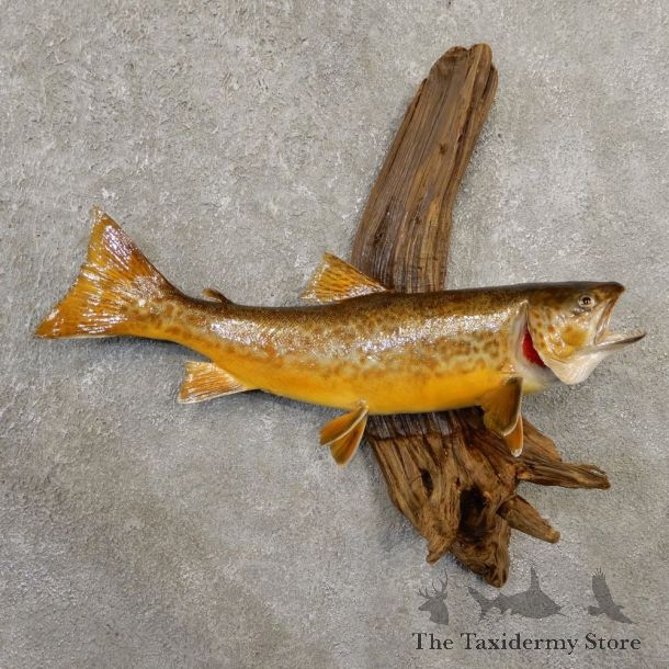 Tiger Trout Freshwater Fish Mount For Sale #20567 @ The Taxidermy Store