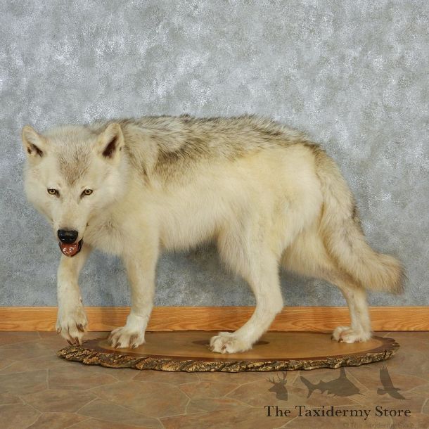Stalking Timber Wolf Life-Size Taxidermy Mount #12989 For Sale @ The Taxidermy Store