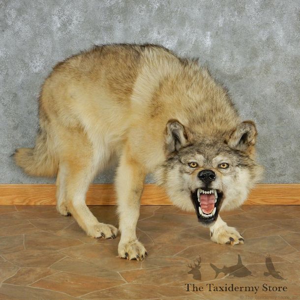Stalking Gray Wolf Life-Size Mount #13019 For Sale @ The Taxidermy Store