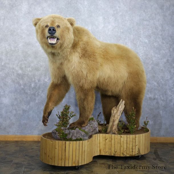 Toklat Grizzly Bear Mount For Sale #22302 @ The Taxidermy Store