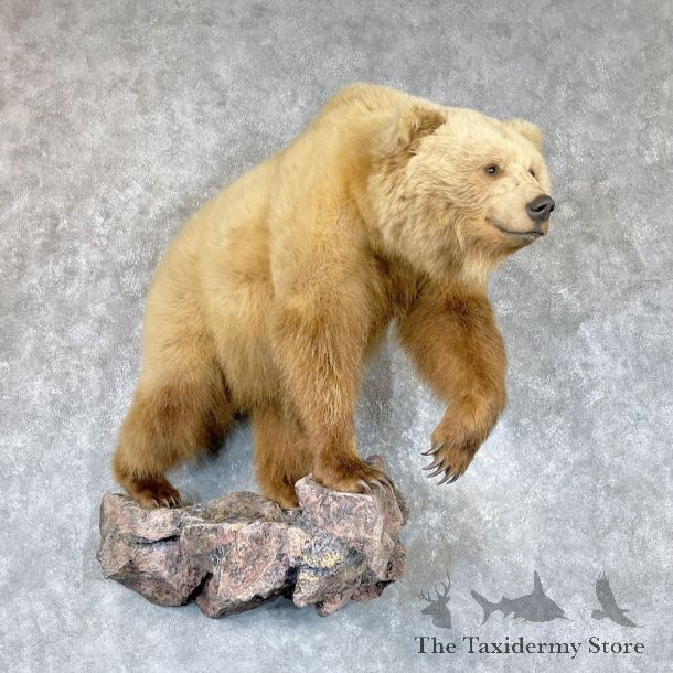 Toklat Grizzly Bear Mount For Sale #26739 @ The Taxidermy Store