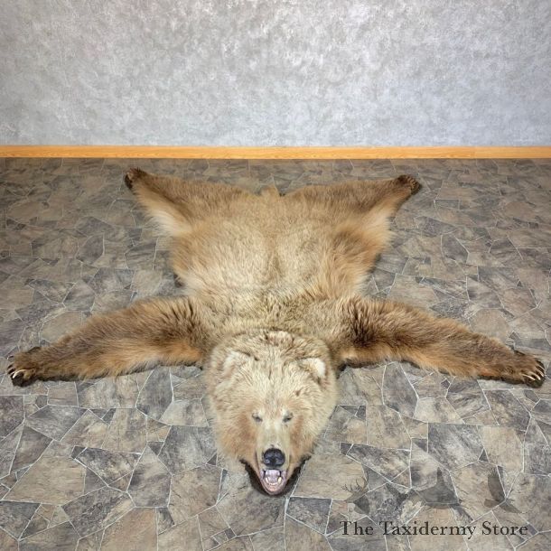 Toklat Grizzly Bear Taxidermy Rug Mount For Sale #23322 @ The Taxidermy Store