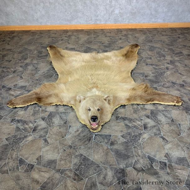 Toklat Grizzly Bear Taxidermy Rug Mount For Sale #23334 @ The Taxidermy Store