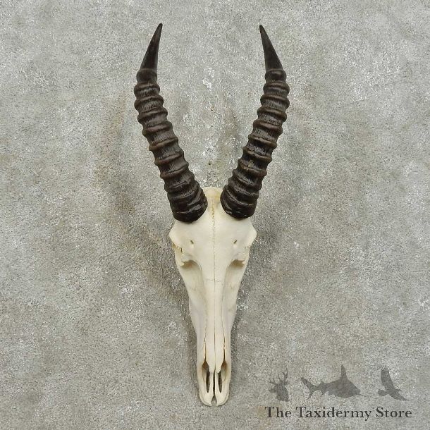 Topi Skull & Horn European Mount For Sale #15845 @ The Taxidermy Store