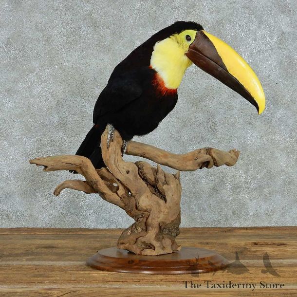 Chestnut Mandible Toucan Life Size Mount #13623 For Sale @ The Taxidermy Store