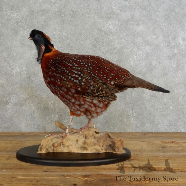 Temminck's Tragopan Pheasant Taxidermy Bird Mount #17214 For Sale @ The Taxidermy Store