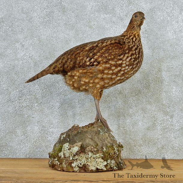 Temminck's Tragopan Pheasant Taxidermy Bird Mount #12688 For Sale @ The Taxidermy Store