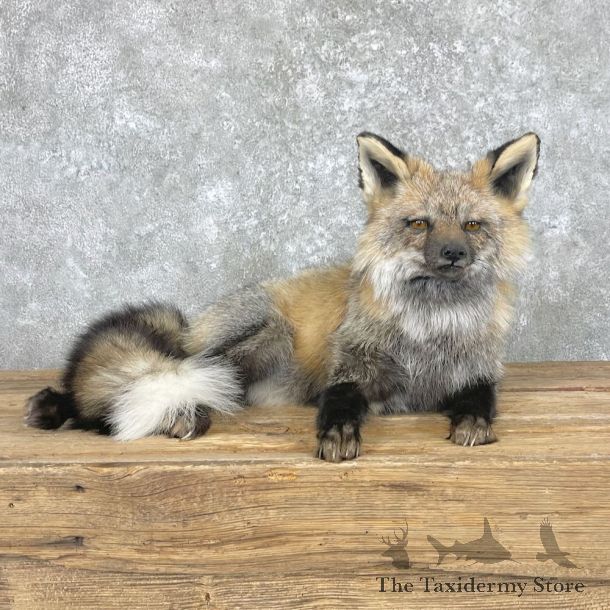 Tri Color Cross Fox Mount For Sale #28037 @ The Taxidermy Store