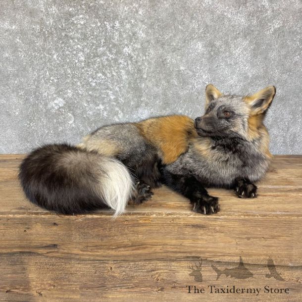 Tri Color Cross Fox Taxidermy Mount For Sale #26362 @ The Taxidermy Store