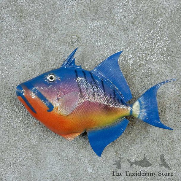 Triggerfish Life-Size Taxidermy Mount #13206 For Sale @ The Taxidermy Store