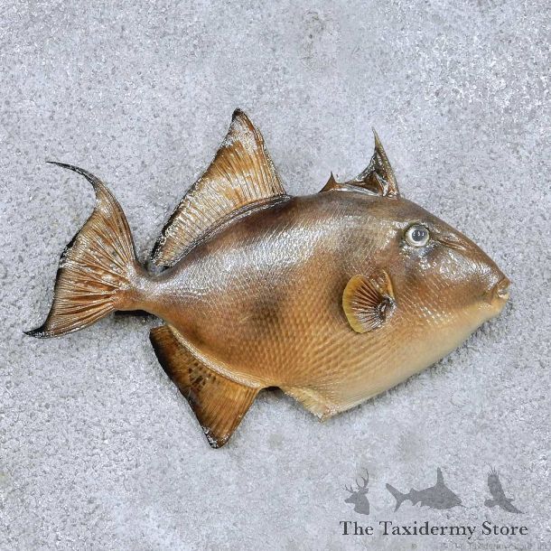 Trigger Fish Taxidermy Mount #12236 For Sale @ The Taxidermy Store