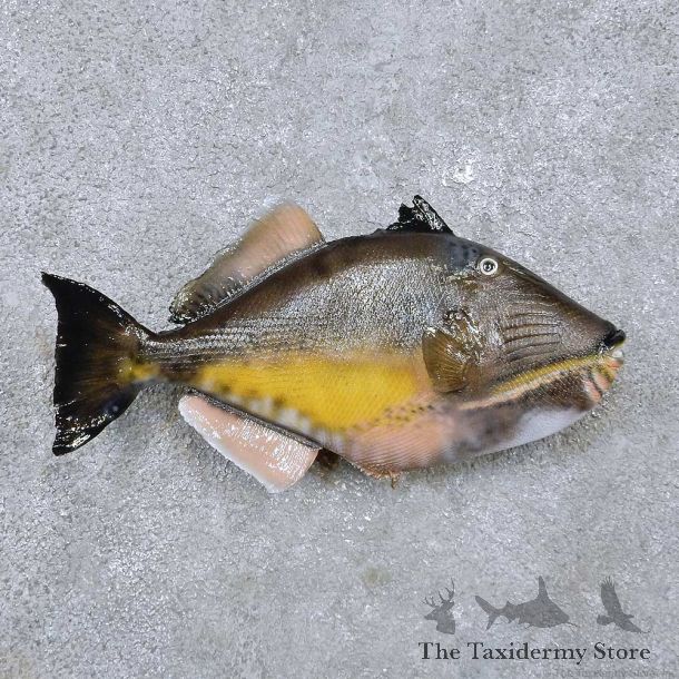 Triggerfish Fish Mount For Sale #14483 @ The Taxidermy Store