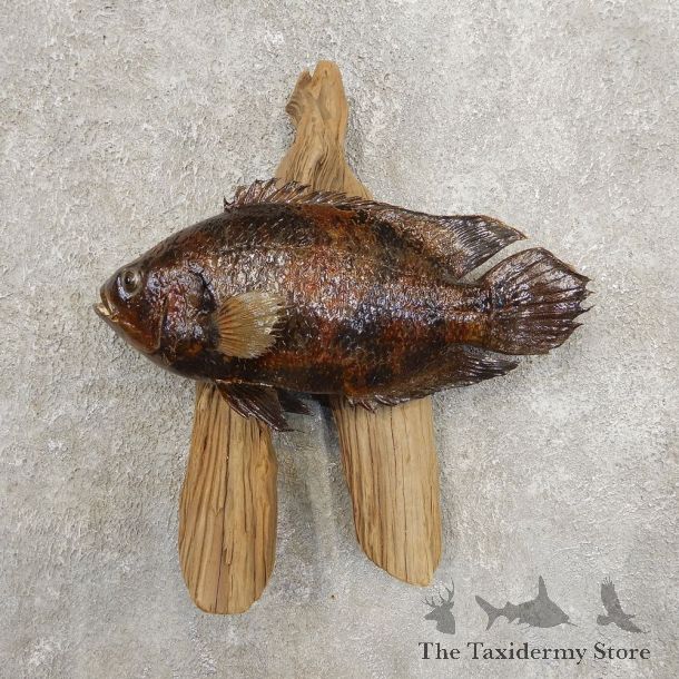 Tripletail Taxidermy Fish Mount #20946 For Sale @ The Taxidermy Store