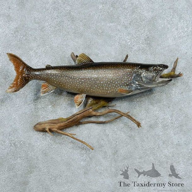 Lake Trout Taxidermy Fish Mount #13395 For Sale @ The Taxidermy Store