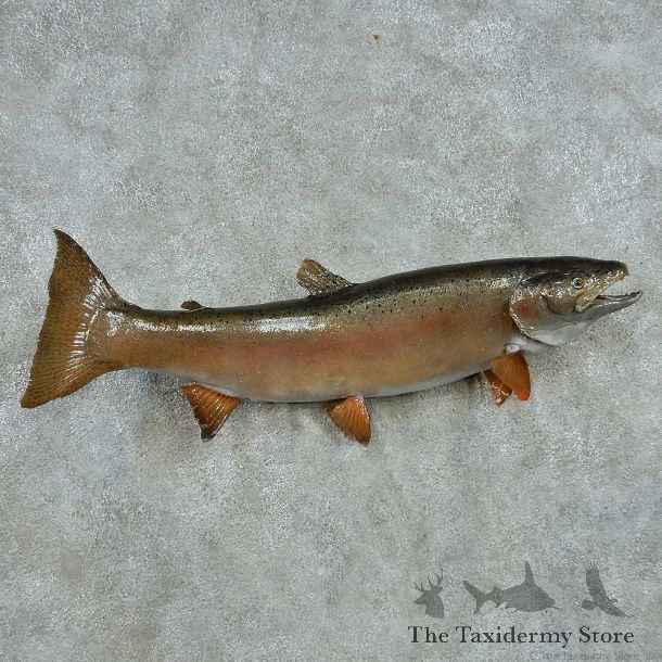 Rainbow Trout Life Size Mount #13559 For Sale @ The Taxidermy Store