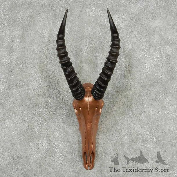 Tsessebe Painted Skull Horns European Mount #13819 For Sale @ The Taxidermy Store