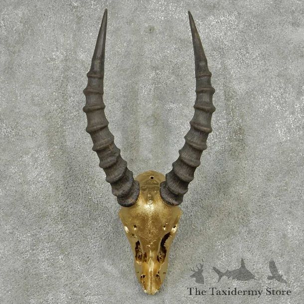 Tsessebe Painted Skull Horns European Mount #13824 For Sale @ The Taxidermy Store