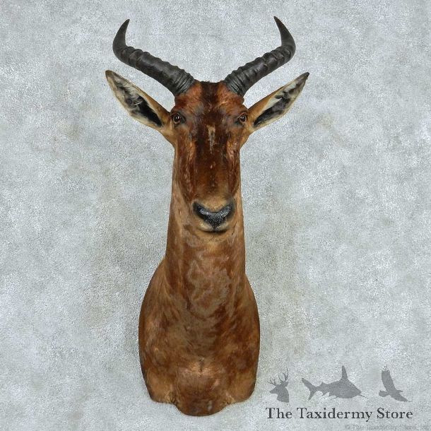 African Tsessebe Shoulder Mount #13609 For Sale @ The Taxidermy Store