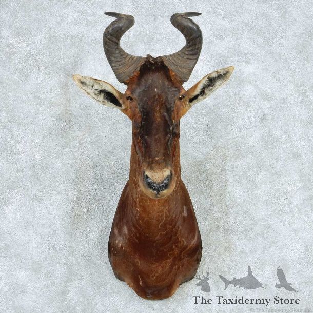 African Hartebeest Shoulder Mount #13610 For Sale @ The Taxidermy Store