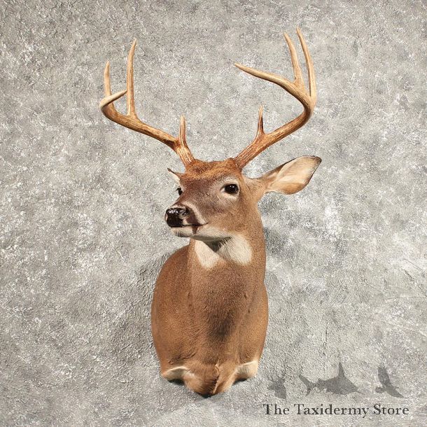 Whitetail Deer Shoulder Mount #11434 - For Sale - The Taxidermy Store