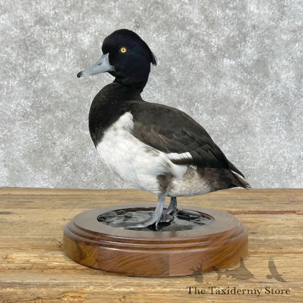 Tufted Duck Bird Mount For Sale #28403 @The Taxidermy Store